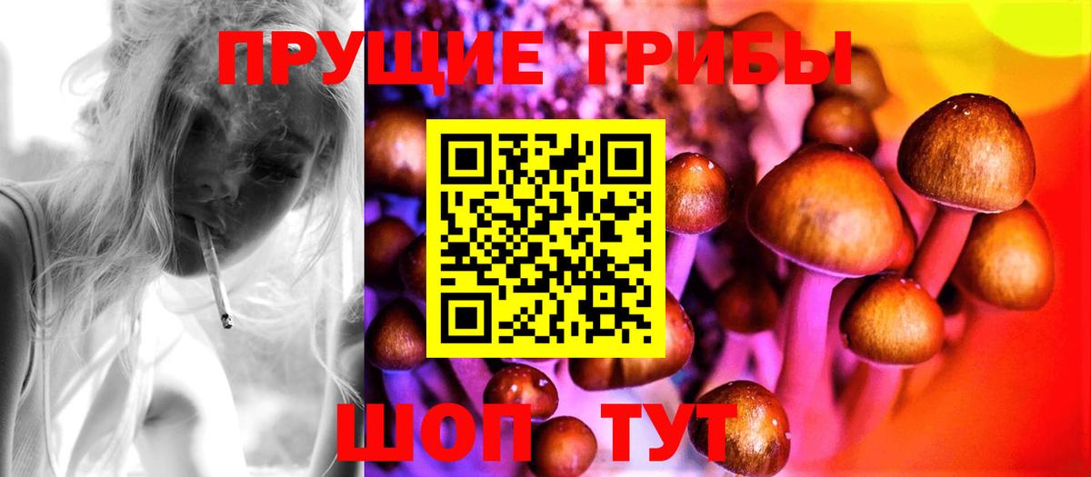 Псилоцибиновые грибы Cubensis Кингисепп